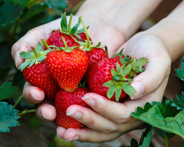 Kids Kissimmee: Strawberry U-Pick Farms - Fun 4 Kissimmee Kids