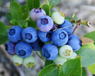 Kids Kissimmee: Blueberry U-Pick Farms - Fun 4 Kissimmee Kids