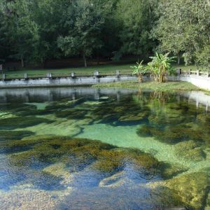 Salt Springs