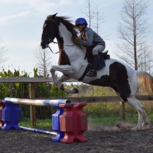 All Hitched Up Horseback Riding Lessons