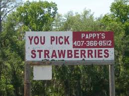 Pappy's Patch U-Pick Strawberries