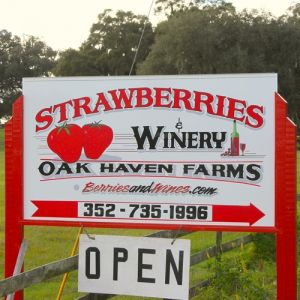 Oak Haven Farms and Winery (and Strawberry U-Pick Farm)