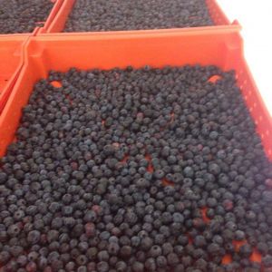 Beck Brothers Blueberries U-Pick