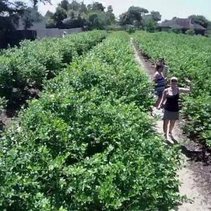 Meadors Blueberry Farm