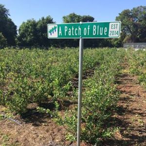 A Patch of Blue, LLC : A Community Blueberry Farm