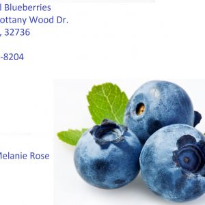 Sand Hill Blueberries