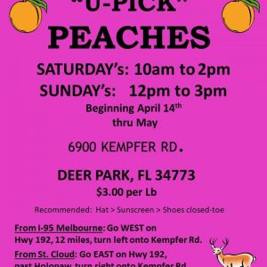 Deer Park Peaches